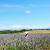 瓦朗索勒（Valensole）