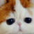 hatmaomi