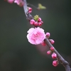 IMG_7782.JPG