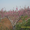 SAM_0037.JPG