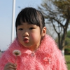 郁金香花开