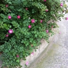 20120424-4.JPG