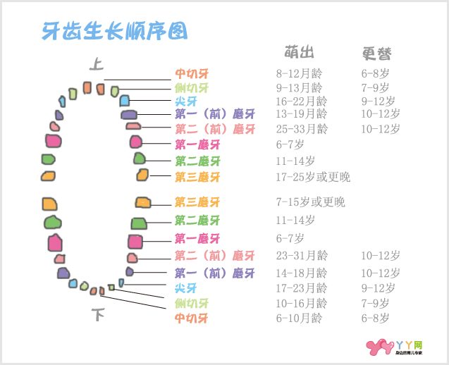 婴儿出牙的时间与规律