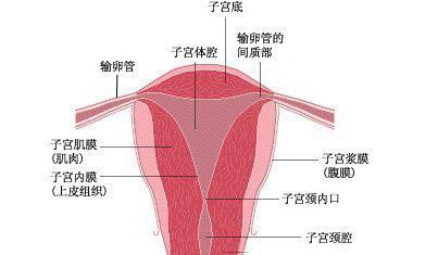 关于子宫内膜厚度问题和标准