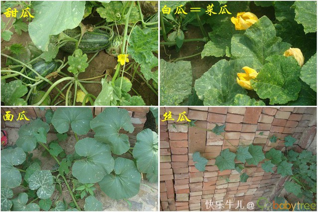 男孩儿,散着养,放手飞(7月大自然接触月)!