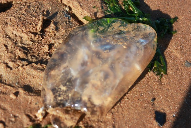 姑夫告诉我们这是海蜇