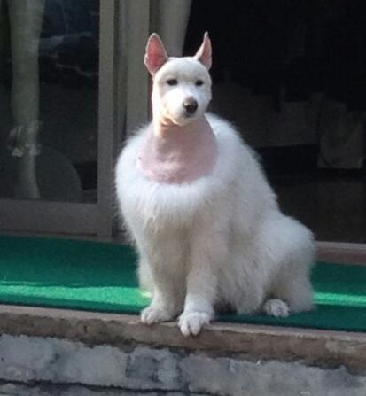 二月二,狗狗也来剃剃毛