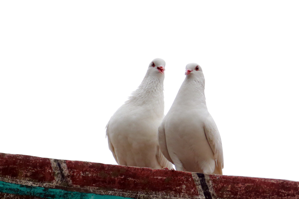 【芳菲四月天】 我和鸽子有个约会
