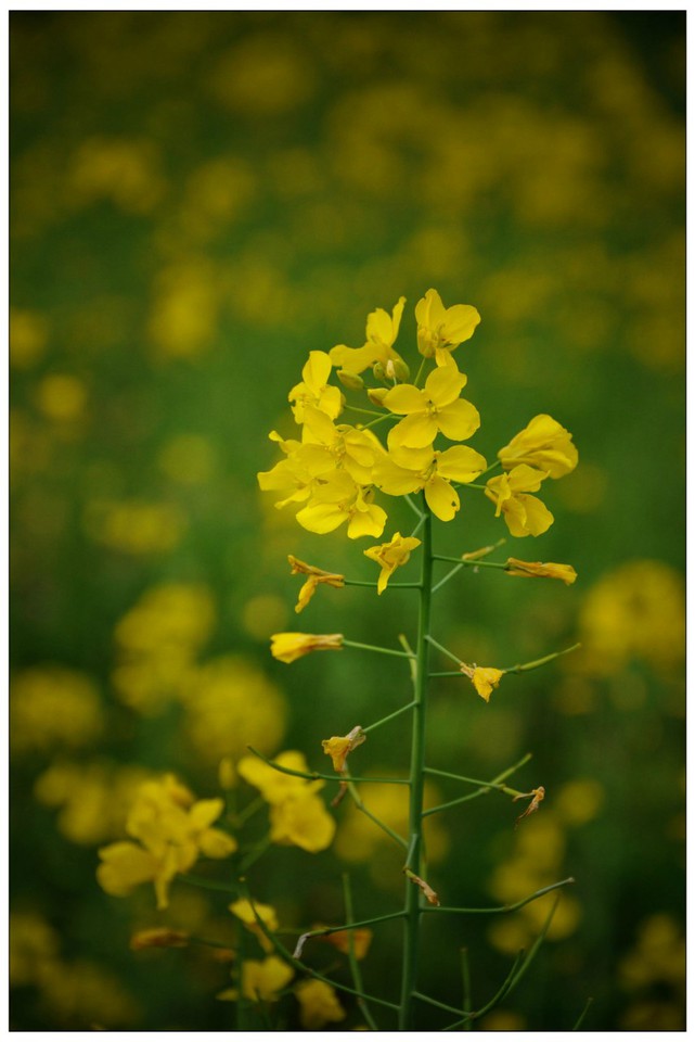 【逃學歪傳】塔石油菜花節