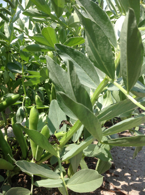 长在马路边的豌豆