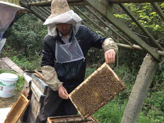 自家蜂場的蜂蜜!_外公養蜂40多年,傳給媽媽和舅舅也十幾年了_寶寶樹