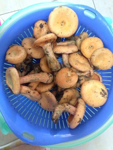 journal_insert_pic_153015548