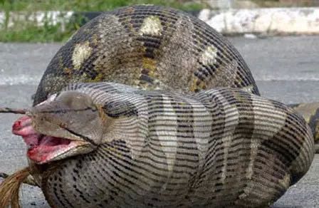 盘点电影中的10大凶猛动物