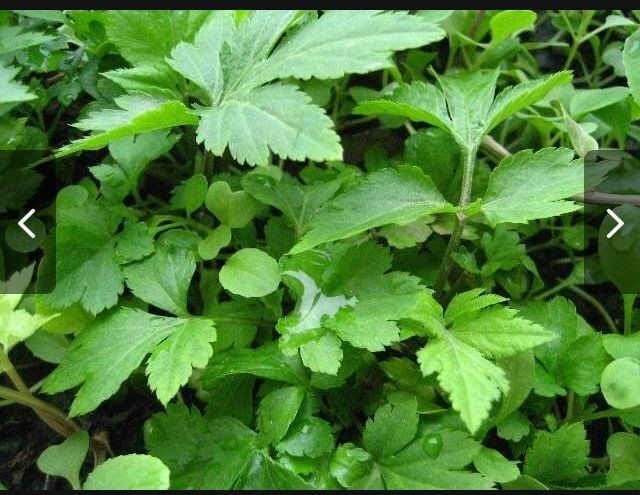 急!潮汕的宝妈们,怀孕可以吃真珠花菜吗