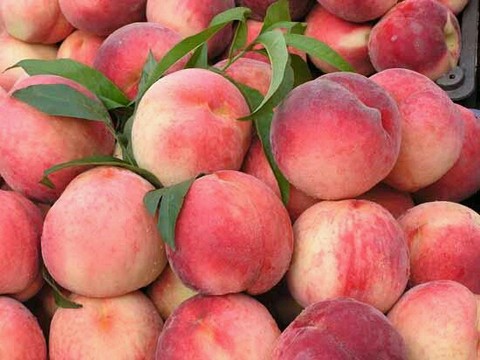 journal_insert_pic_231634496