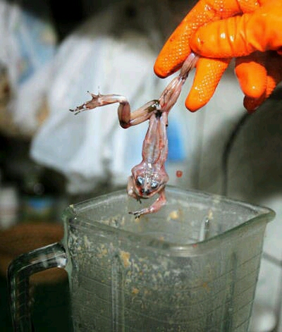 进帖前做好心理准备   商家将活生生的青蛙扔进榨汁机,辗成肉泥,供