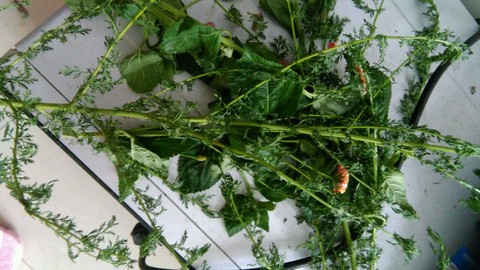 胎麻?湿疹?新生儿座疮?痱子?