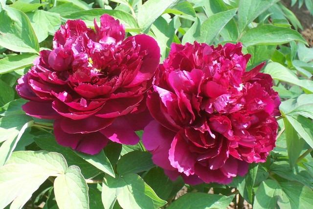 这一朵叫做"百园红霞",大红色的牡丹花.