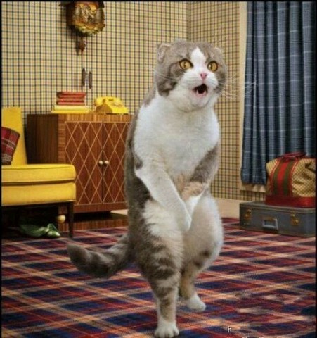 喵了个咪的.太可爱了