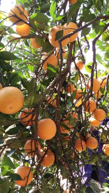 冰糖橙_麻阳冰糖橙(又名:冰糖泡/冰糖柑,苗乡麻阳天下第一长_宝宝树