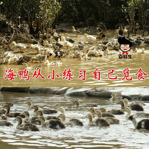 journal_insert_pic_415376410