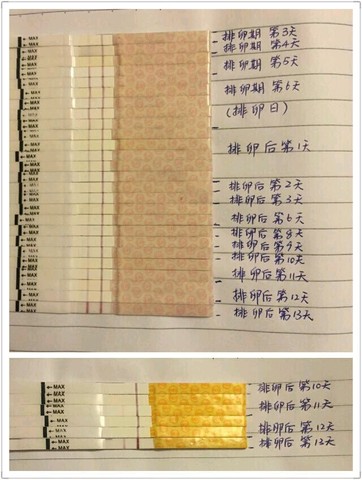 journal_insert_pic_422759970