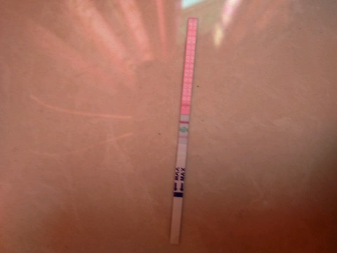 journal_insert_pic_448834458