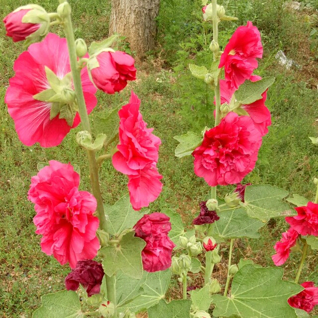 急急急!_生_宝宝树