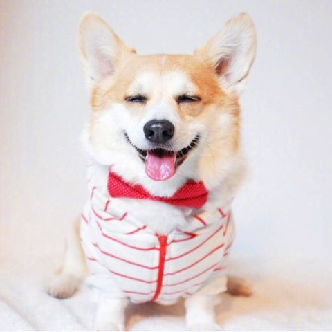 臭美的桃花岛岛主